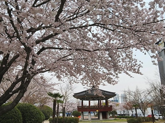 향백 이미지