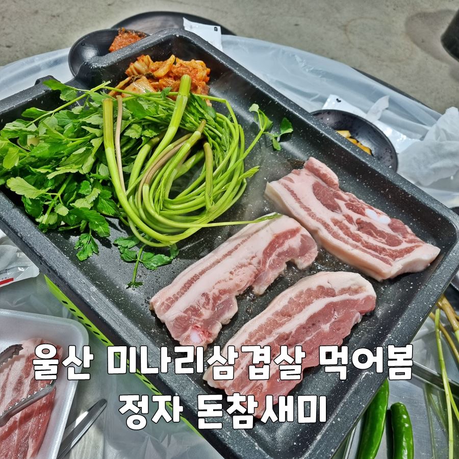 돈참새미 이미지