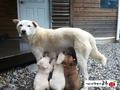 꽃밭거랑펜션 이미지