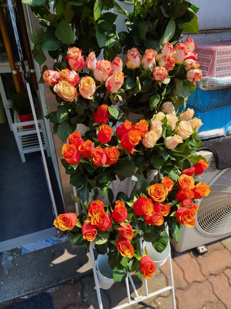 순애꽃방 이미지