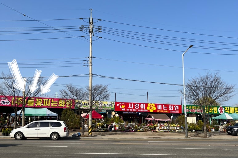들꽃다육식물 이미지