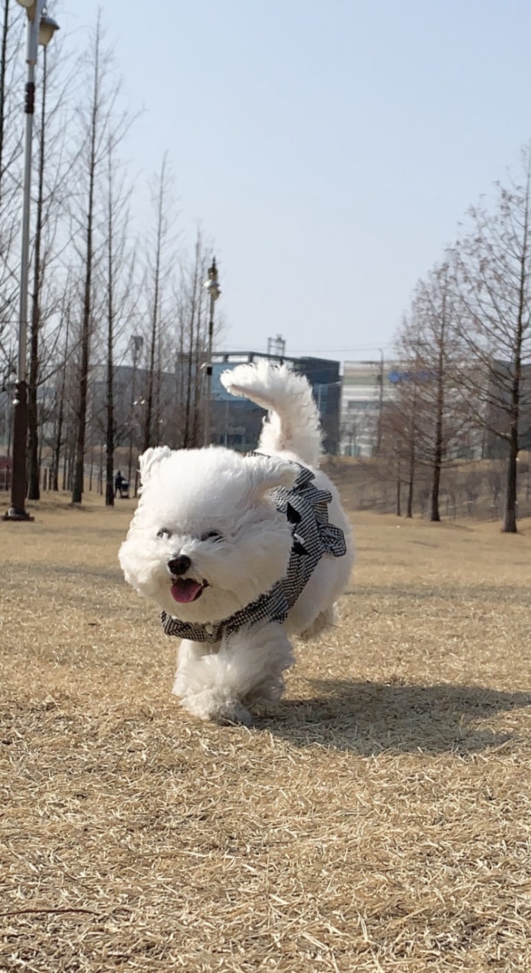 꼬리벼리 이미지