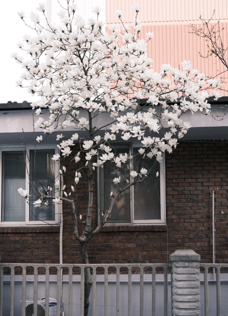 아우라지곤드레밥집 이미지