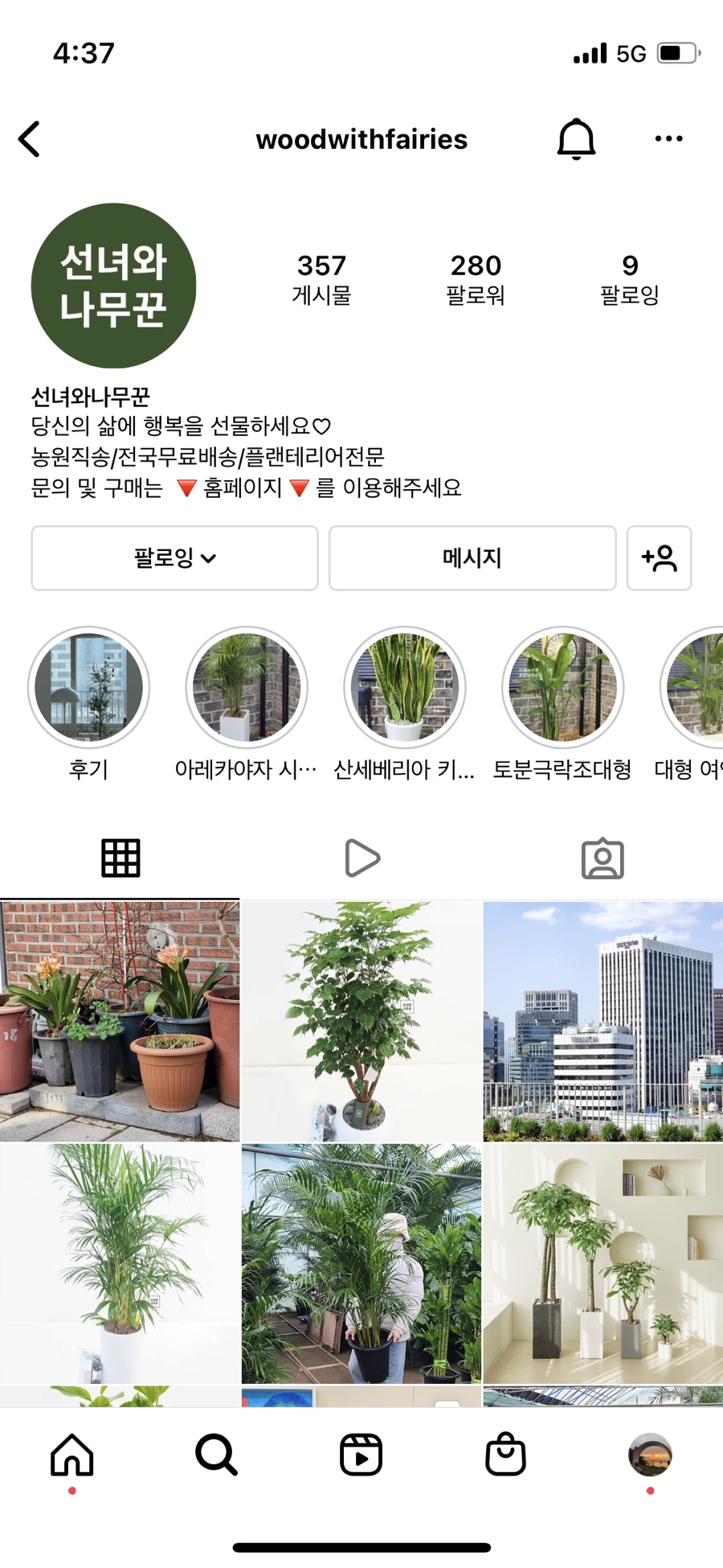 소나무화훼 이미지