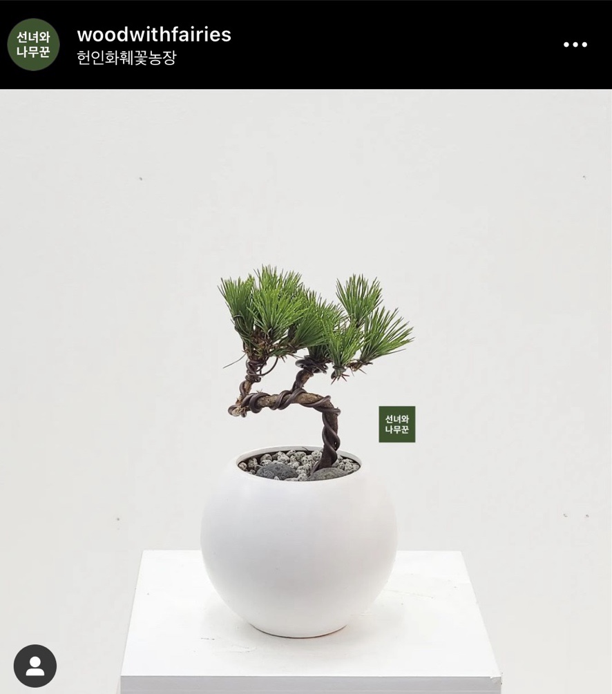 소나무화훼 이미지