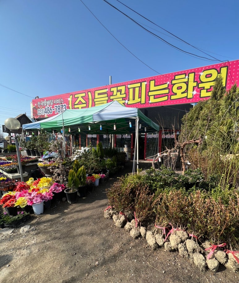 들꽃다육식물 이미지