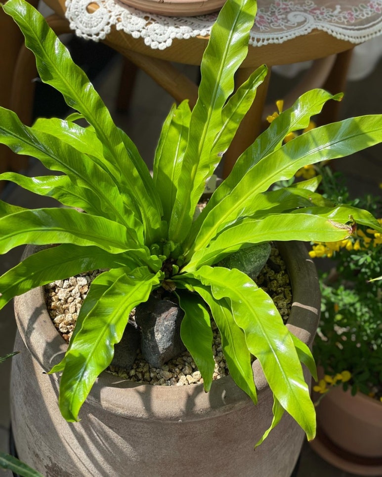 [반려식물] 아스플레늄 아비스 고사리 파초일엽 청담삼익상가 꽃집 ‘온실 보테니컬 컴퍼니’ 네이버 블로그