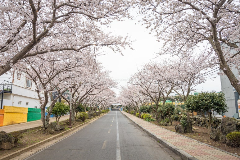 애월고등학교 이미지