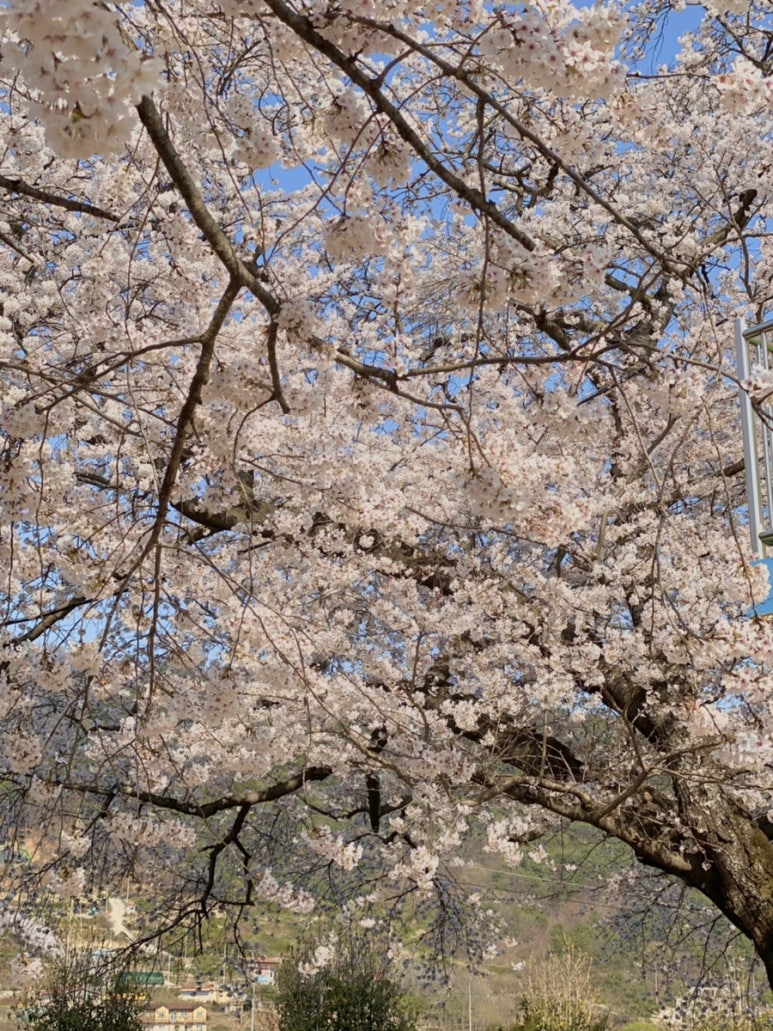 동천상사 이미지