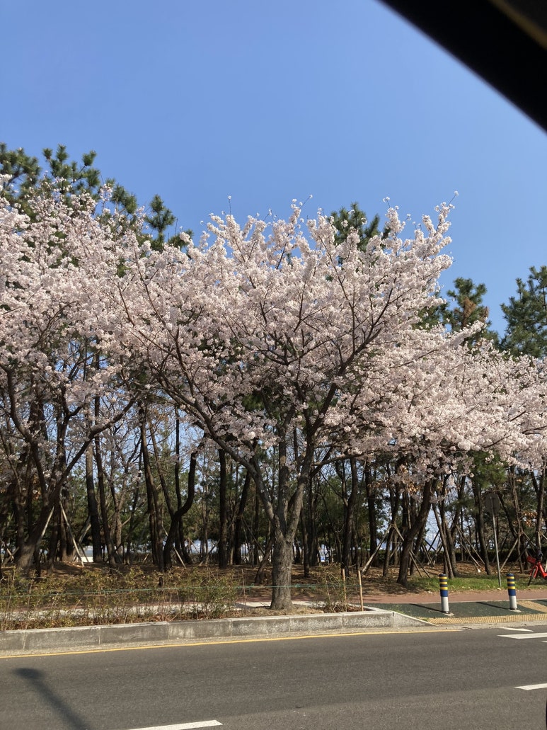 디엔플라워 이미지