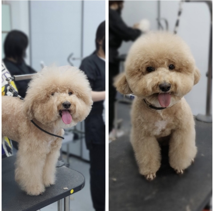 이현경애견미용학원 이미지