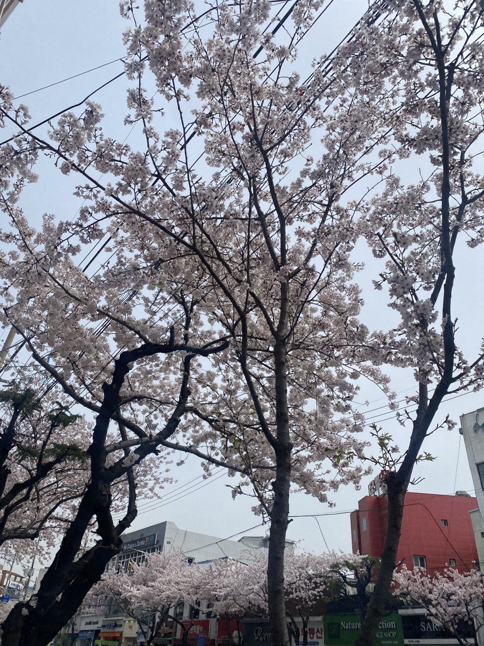 맘스터치진해중앙점 이미지