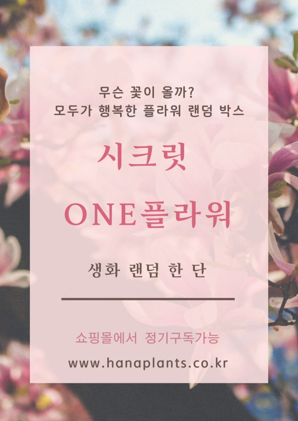시크릿플라워 이미지