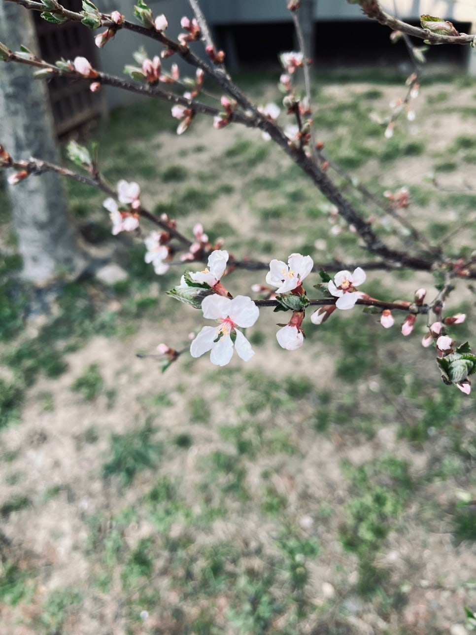 본토박이한우 이미지