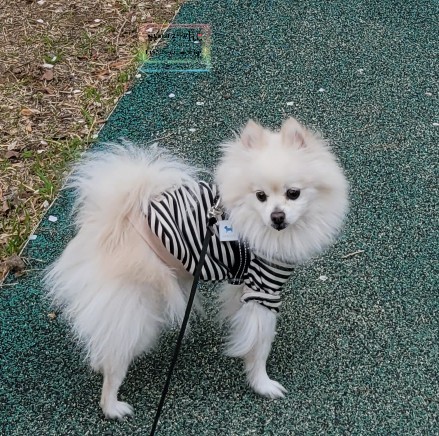 예쁘댕 이미지