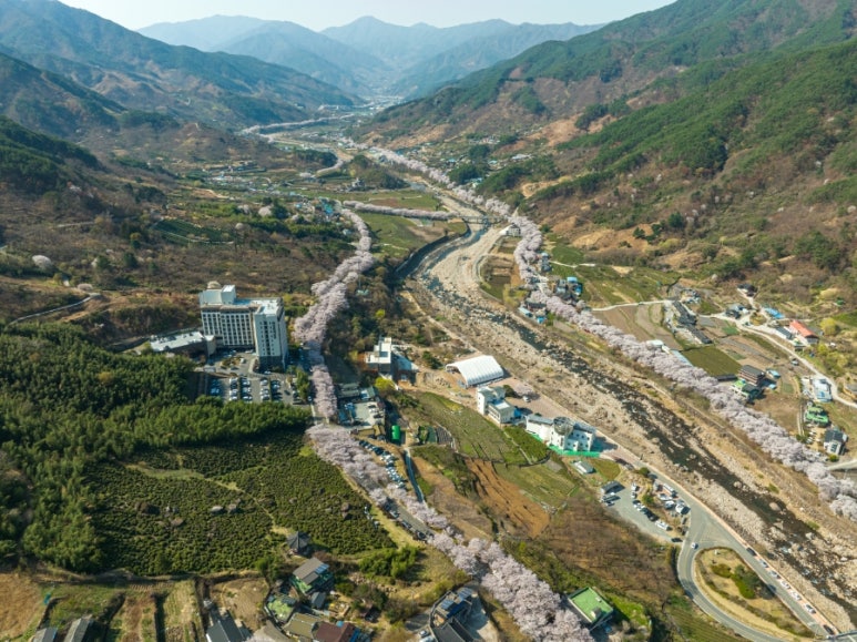 지리산꽃다연 이미지
