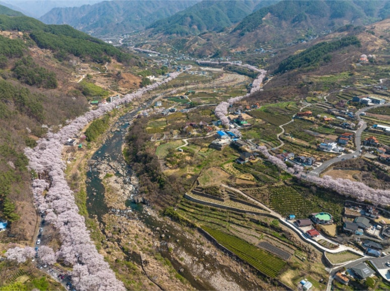 지리산꽃다연 이미지