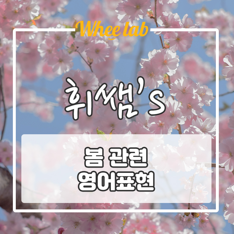 [실생활 회화 영어 숙어 표현] 벚꽃 보러가자 ! ▶Spring 봄 소재◀