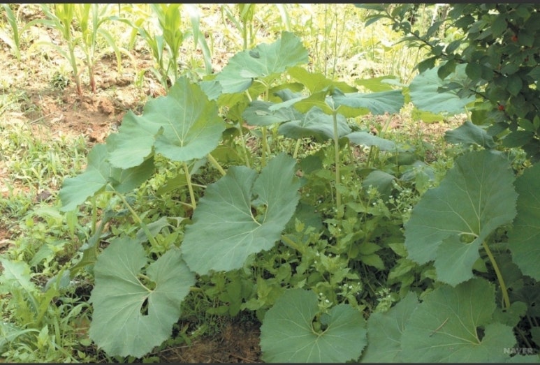 매산청풍 이미지