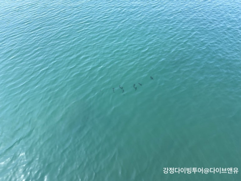 강정다이브센터 이미지