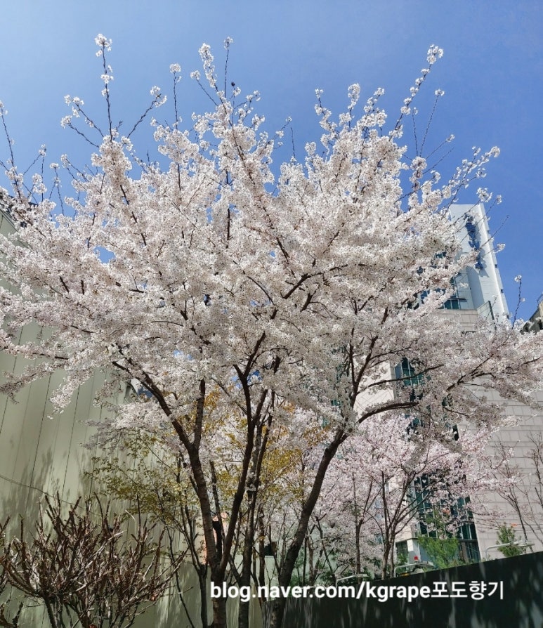 딜쿠샤커피 이미지