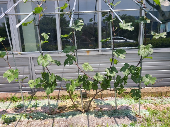 신매할매떡볶이 이미지