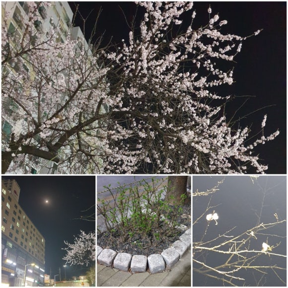 비에이치씨장락점 이미지