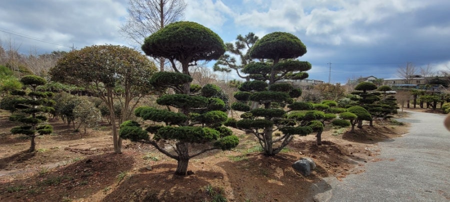 이화조경 이미지