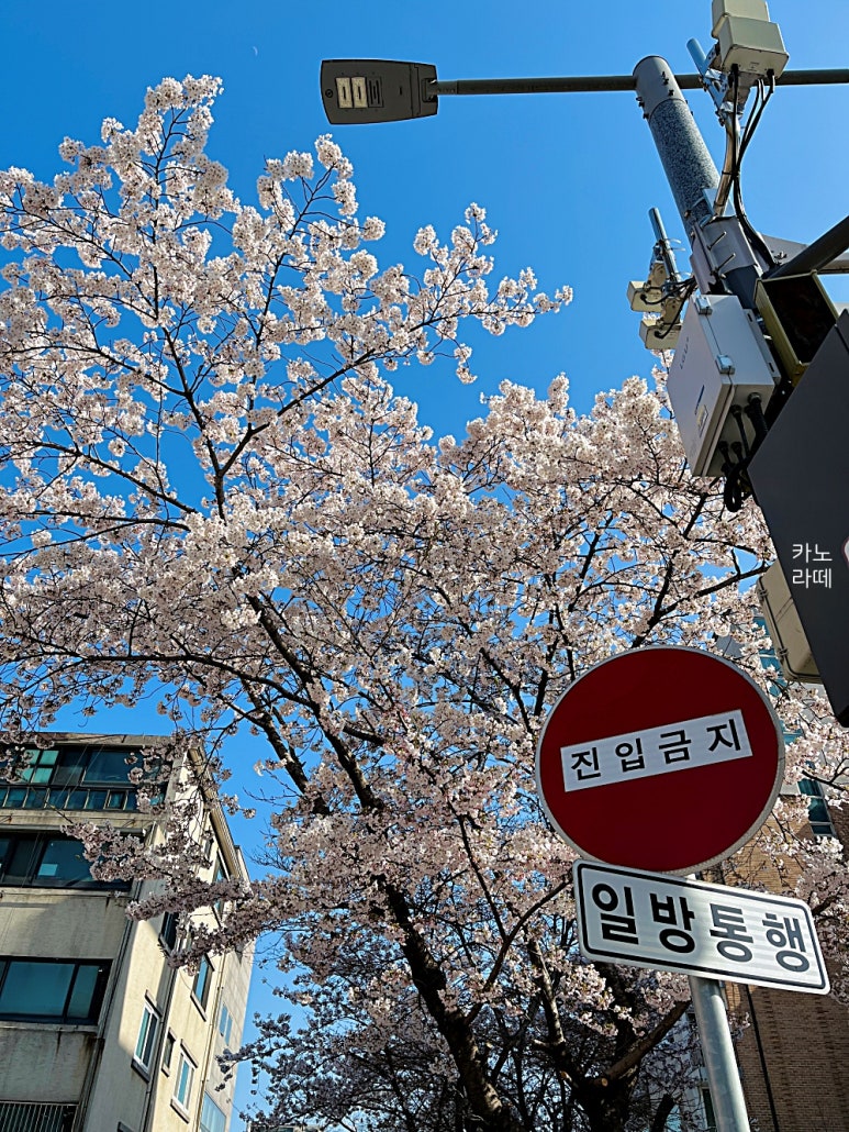 연남동벚꽃집 이미지