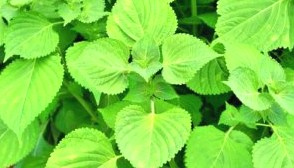 백과아시아마트 이미지
