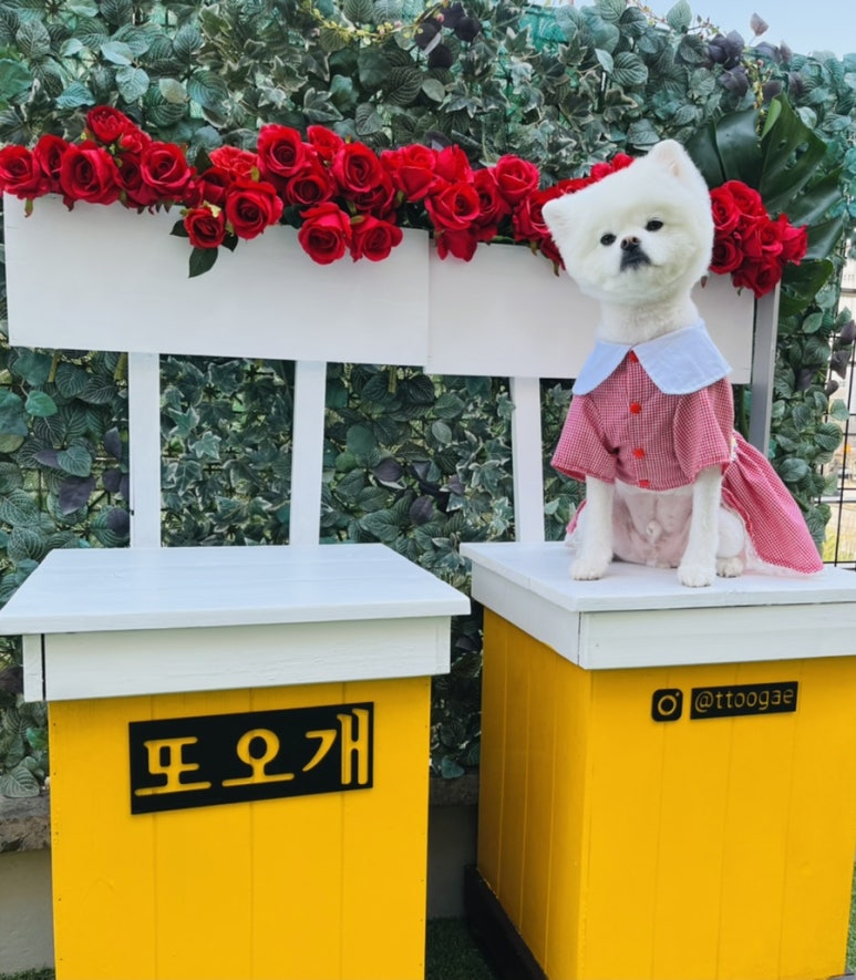 또오개 이미지