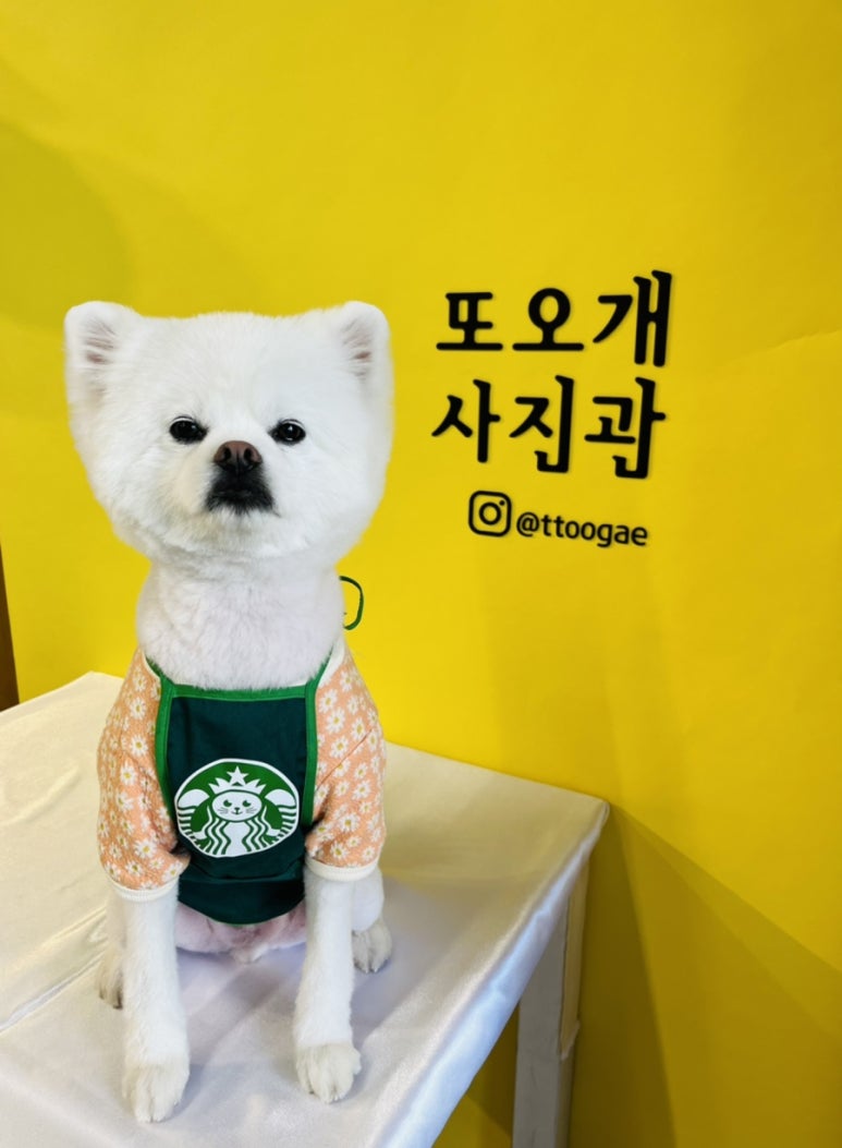 또오개 이미지