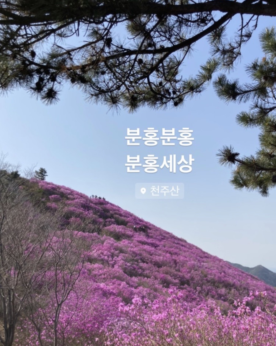 고모네김치 이미지