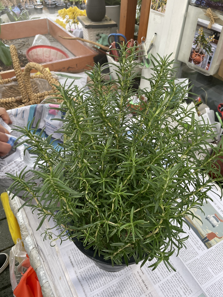 청림화분 이미지