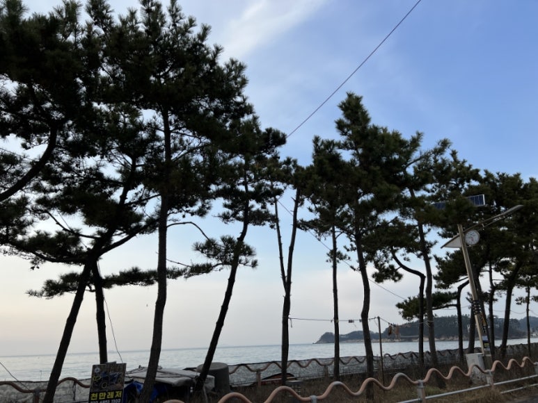 도쎄비다 이미지