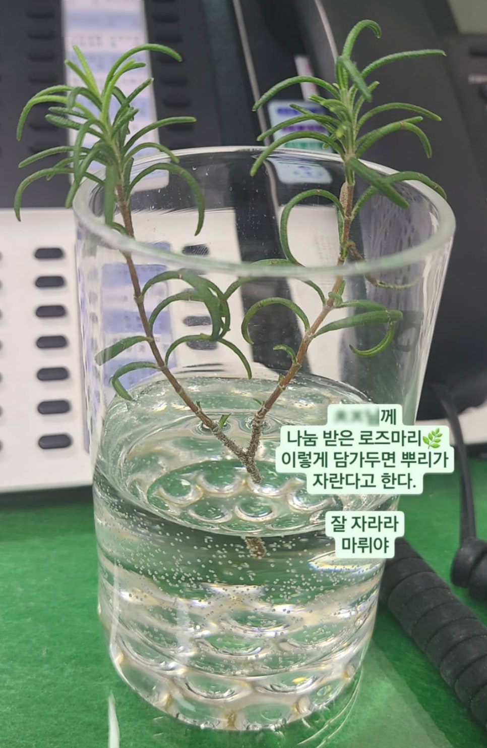 로즈마리상사 이미지