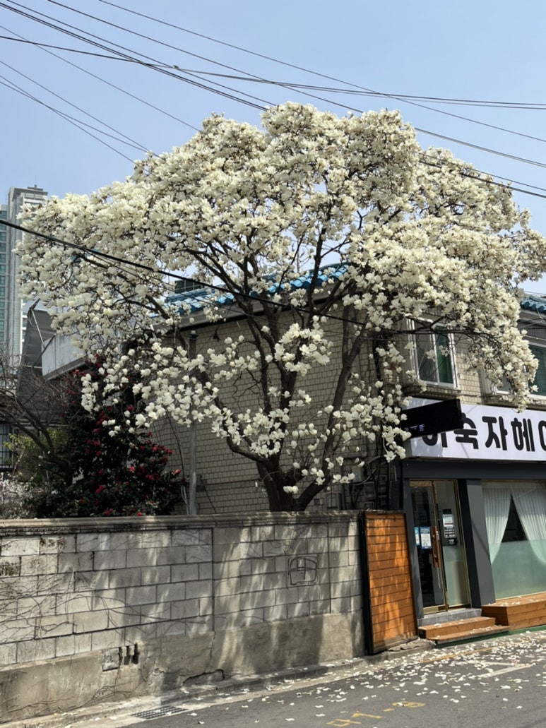 이숙자헤어 이미지