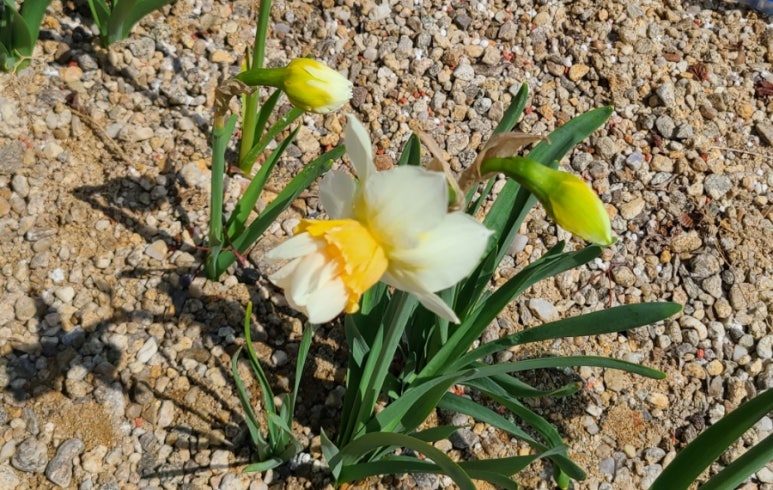 애프리코트(APRICOT) 이미지