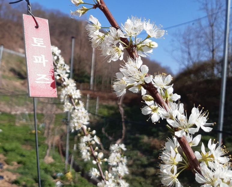 군위꽃농원 이미지