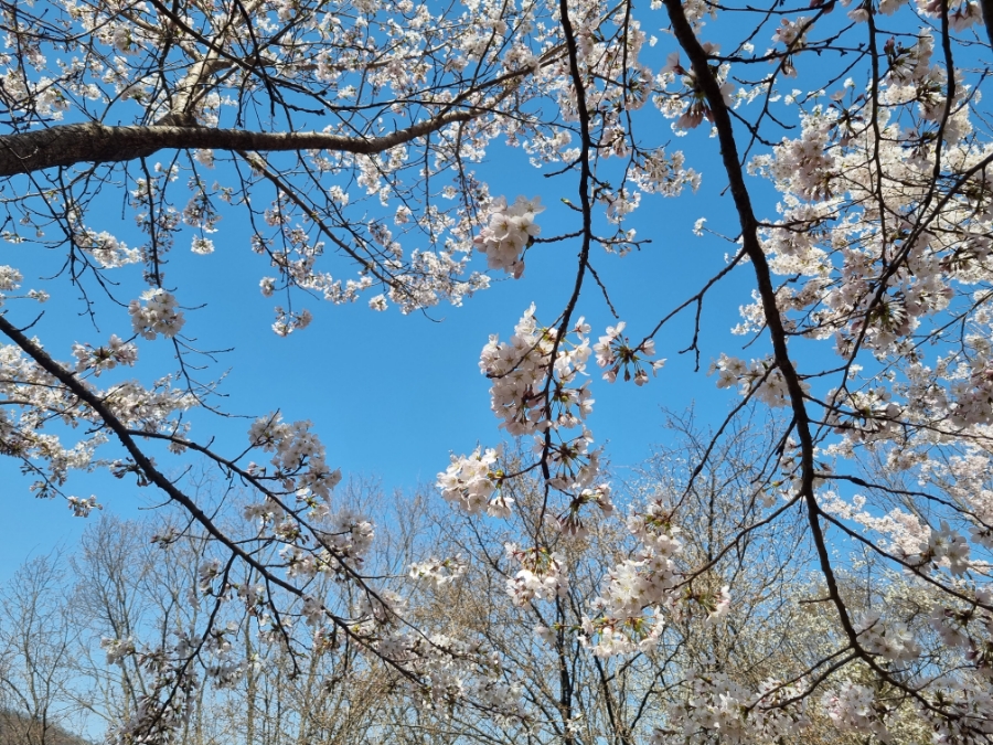 자진뱅이산벚꽃 이미지