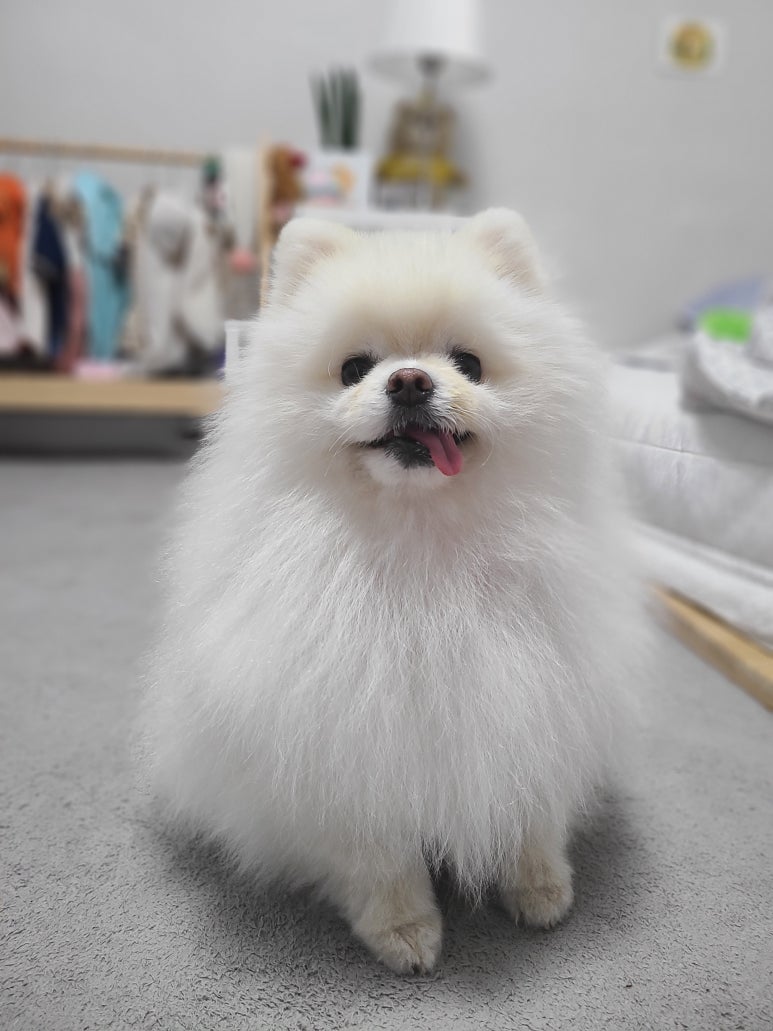 로하스블루베리 이미지