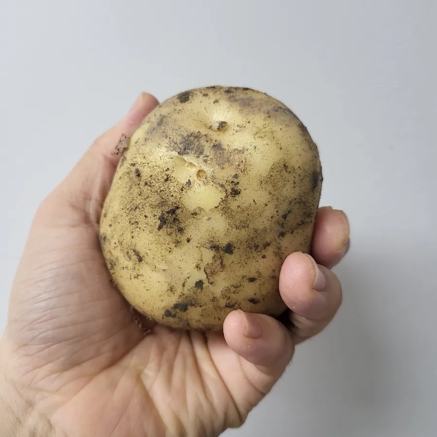 여왕청과 이미지