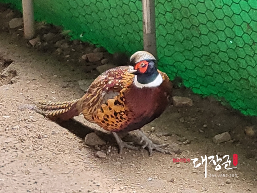 대장군전통식품 이미지