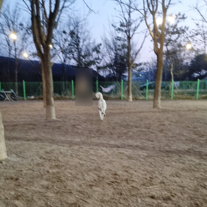 퍼피포레스트 이미지
