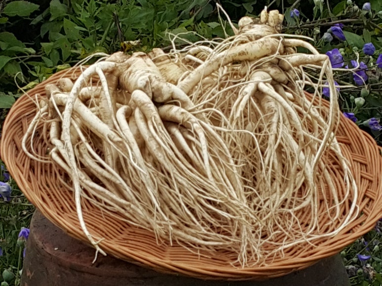 라온농원 이미지