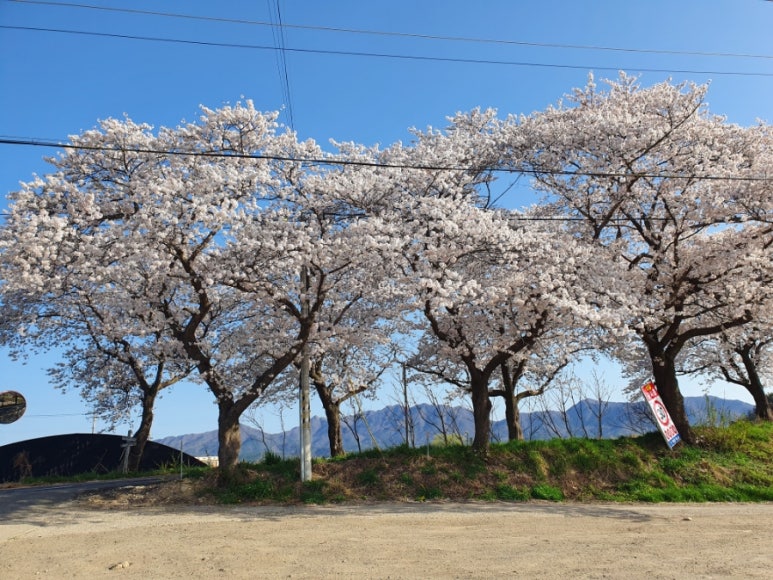 왕벚165 이미지