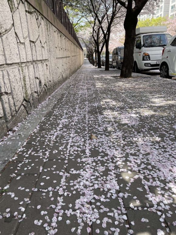 형제OA 이미지