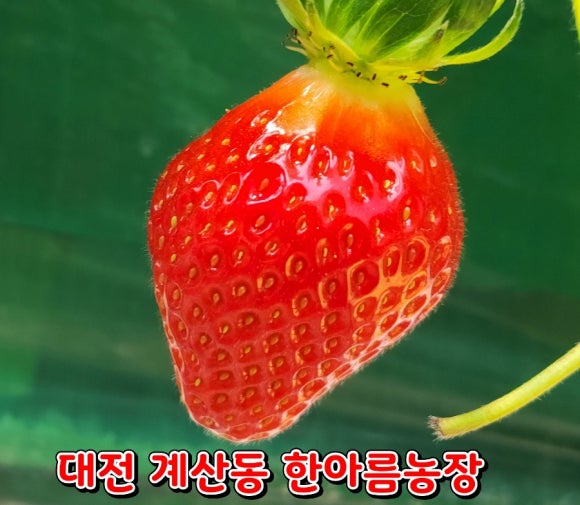 한아름농장 이미지