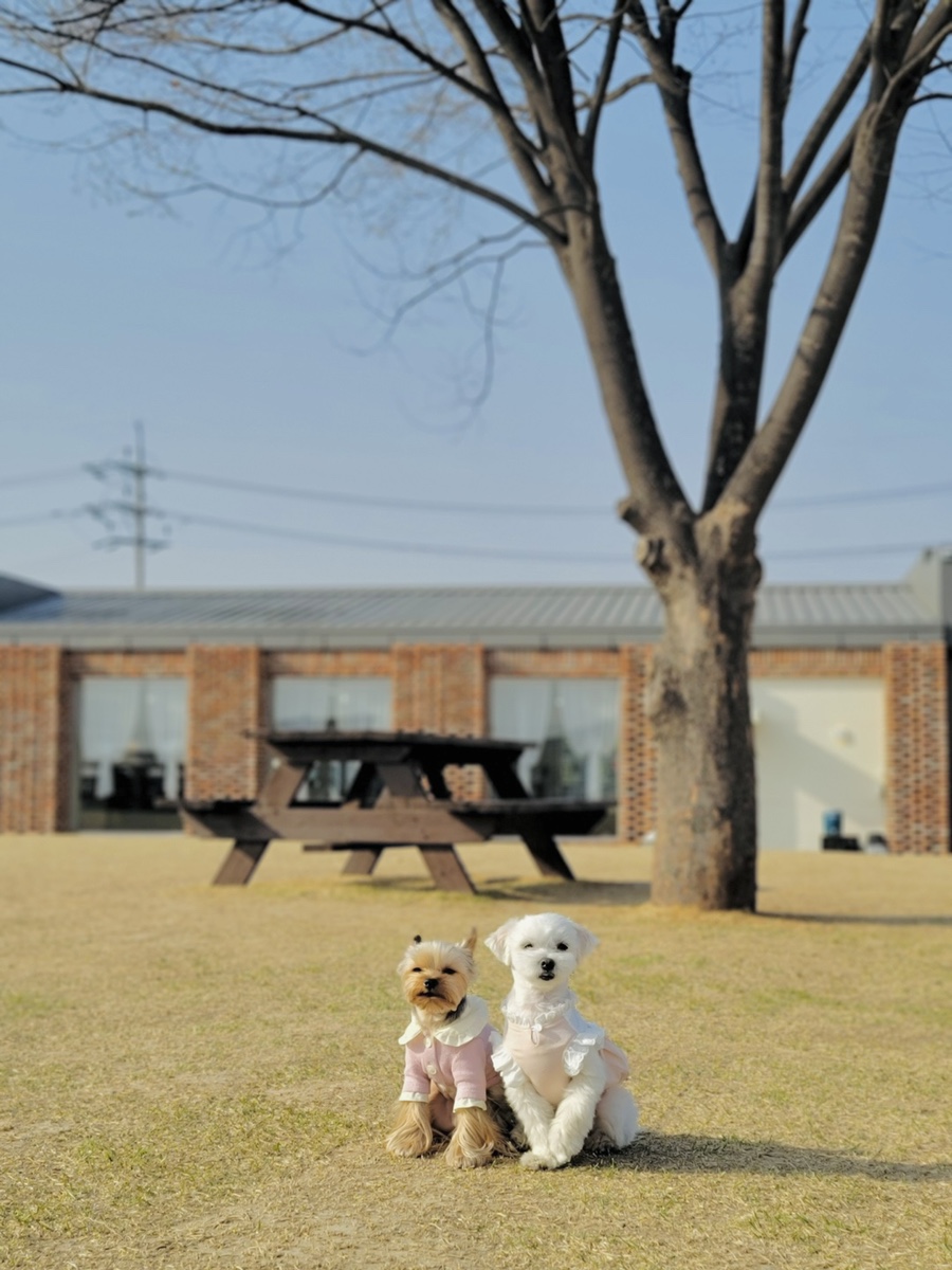 파주 애견동반카페 글램독, 넓은 운동장과 쾌적한 실내