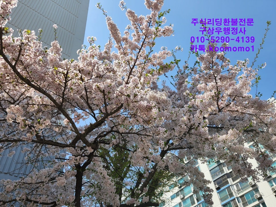 라온행정사사무소 이미지